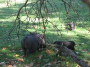 Herbstwanderung durchs Leithagebirge_14_Okt_2012_124.jpg