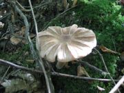 Herbstwanderung durchs Leithagebirge_14_Okt_2012_113.jpg