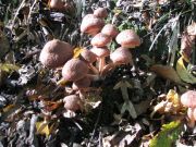 Herbstwanderung durchs Leithagebirge_14_Okt_2012_072.jpg
