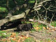 Herbstwanderung durchs Leithagebirge_14_Okt_2012_123.jpg