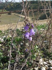 Herbstwanderung durchs Leithagebirge_14_Okt_2012_044.jpg