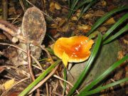 Herbstwanderung durchs Leithagebirge_14_Okt_2012_112.jpg