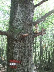 Herbstwanderung durchs Leithagebirge_14_Okt_2012_077.jpg